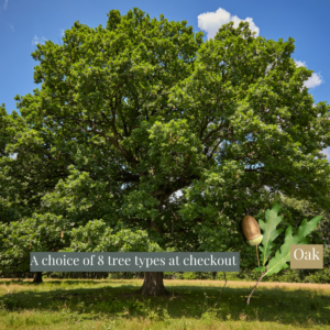 A choice of 8 species of tree