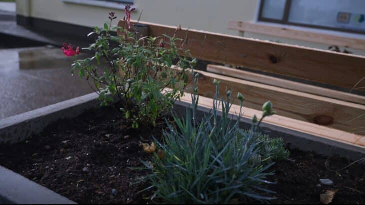 A photo of a plant in the "Sensory Garden" from Men's Sheds and Irish Hospice Foundation.